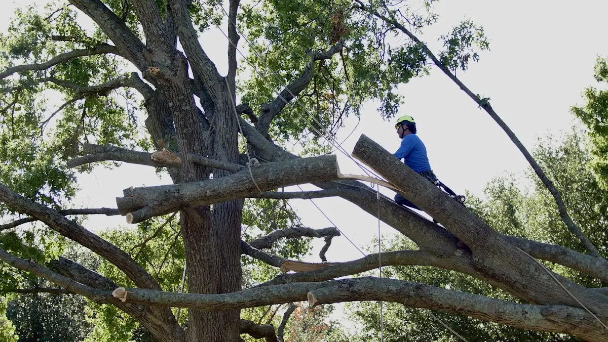 Professional Crown Thinning performed by certified arborists in New Millport
