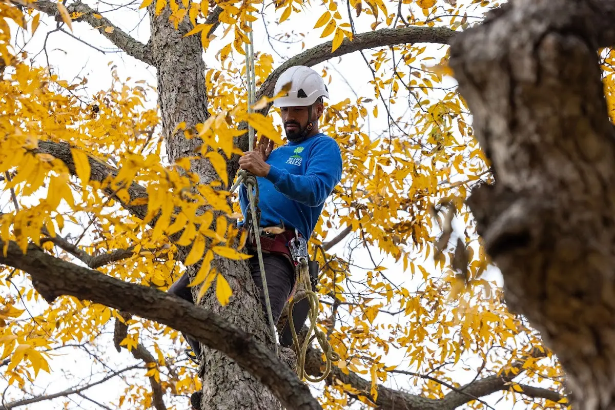 Skilled Storm Damage Cleanup crew working in New Millport